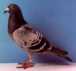male pigeon
