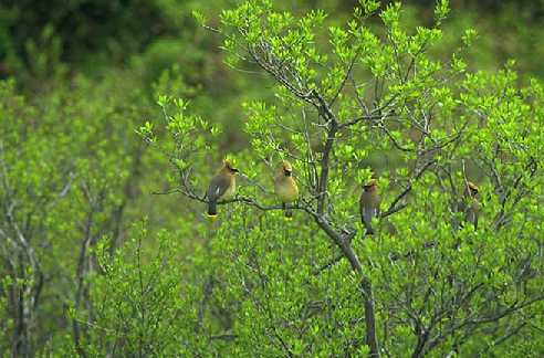 four cedar waxwings in tree. Click to hear song