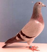 female pigeon