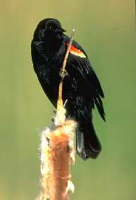 male red-winged blackbird on cattail. Click to hear song