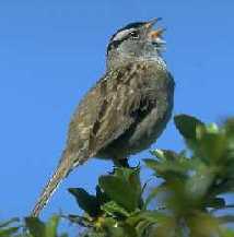 white-crowned sparrow. Click to hear song.