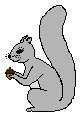squirrel with acorn