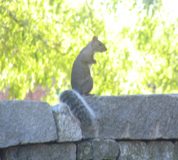 Eastern gray squirrel on stone wall