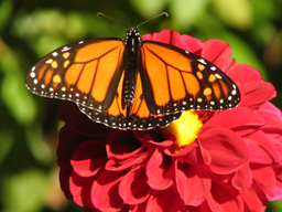 zinnia with monarch